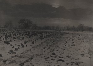 Campo de couves sob a neve de Unknown