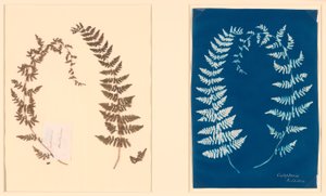 Do Álbum Hatton Fern de Unknown