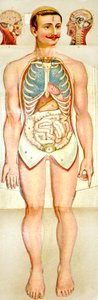 Modelo educacional desdobrável da anatomia humana, c. 1895 de Unknown