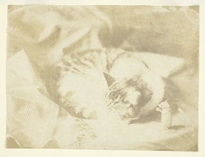O gato da Sra. Craik de Unknown