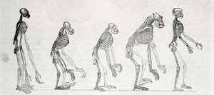 Um estudo comparativo dos esqueletos do Homem e dos macacos: gibão, orangotango (orangotango, orangotango, orangotango), chimpanzé e gorila. de Unknown artist