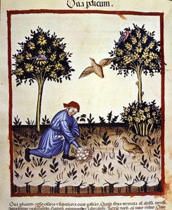 Um homem apanha ovos de um ninho de perdiz. Iluminação a partir da ordenha de medicamentos e dietética "Tacuinum sanitatis". de Unknown artist