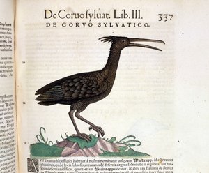 Um corvo selvagem do Historia Animalium de Conrad Gesner, Tiguri 1560. Biblioteca nazionale Braidense. Milão de Unknown artist