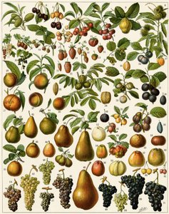 Agricultura: Tabuleiro botânico representando frutos comestíveis (cereja, framboesa, morango, mirtilo, pêssego, damasco, nozes, uvas, pêra, avelã, figo, maçã, ameixa...). Litografia colorida. de Unknown artist