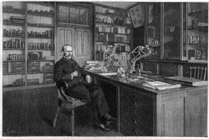 Alphonse Milne Edwards (Milne-Edwards de Unknown artist