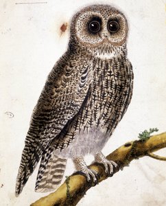 Uma coruja. Gravura do século XIX. de Unknown artist