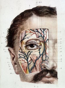 Tábua anatômica sobre o olho e seu ambiente (esfolado) de Unknown artist