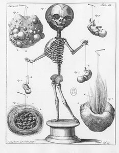 Placa anatômica representando um esqueleto, de Frederik Ruysch (1638-1731), anatomista holandês. de Unknown artist