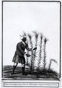 Antilhas, negro doméstico cortando cana de açúcar. de Unknown artist