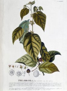 Planta de chá Arbroma - tabuleiro botânico de Unknown artist