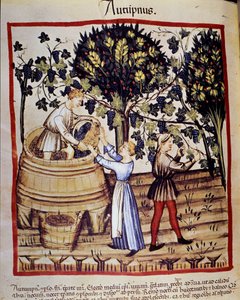 Representação de outono: colheita. A vindima. Iluminação a partir da ordenha de medicamentos e dietética "Tacuinum sanitatis". de Unknown artist