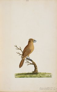 Ave, possivelmente uma espécie de Flycatcher.ainda não identificada, talvez um tipo de Silky-Flycatcher de cauda longa, 