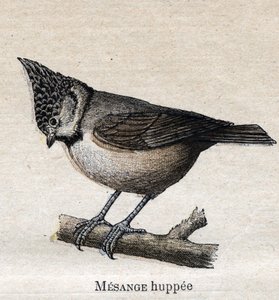 Aves Úteis para a Agricultura: Chickadee em xícara de Unknown artist