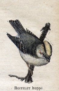 Aves Úteis para a Agricultura: Roitelet Rupped de Unknown artist