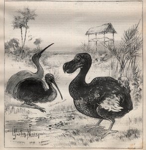 Aves que desaparecem: o dodô (ou dronte) e o apteryx (ou kiwi kiwi) - Gravura em "La Science francaise de Unknown artist