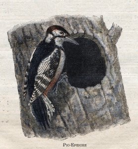 Aves úteis para a agricultura: Pica-pau de Unknown artist