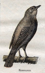 Aves úteis para a agricultura: Rouxinol de Unknown artist