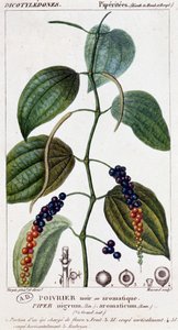 Prato de pimenta preta ou aromática - tabuleiro botânico. Século XIX. de Unknown artist