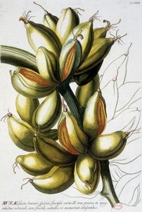 Quadro botânico: bananas. s.d. século XIX. de Unknown artist