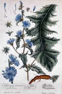 Tábua botânica: cichorium factivum velseris (chicória dos jardins). de Unknown artist
