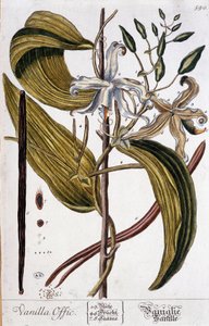 Tábua botânica de baunilha (oficial de baunilha) - século XIX de Unknown artist