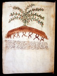 Quadro botânico representando a grama "feniculo maggiore".Biblioteca comunale di Rimini de Unknown artist