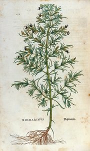 Tábua botânica: rosmaninho (rosmarinus). Herbário de Lheonard Fuchs, "Historia Stirpium", Bale de Unknown artist