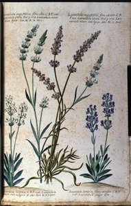 Tábua botânica: lavanda verdadeira (Lavandula angustifolia) e lavanda asfáltica (Lavandula latifolia). de Unknown artist