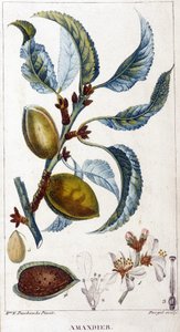 Ramo, flor e fruto da amendoeira - tábua botânica de Unknown artist
