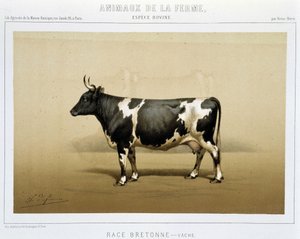 vaca bretã de Unknown artist