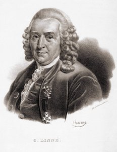 Carl Von Linné naturalista e escritor sueco (1707 - 1778). de Unknown artist