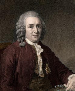Carl Von Linne - gravura - século XIX de Unknown artist