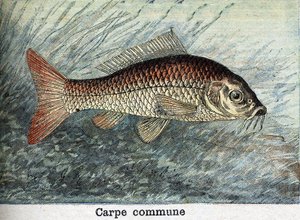 Gravura Comunal de Carpa de 1898 de Unknown artist