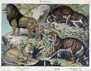 Gatos: leão, leoa, tigre - em "Natural histories of mammals", ed. Schreiber de Unknown artist