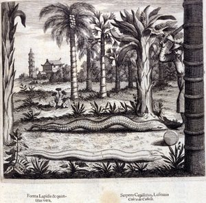 Cobra e cobra venenosa da Índia. "De China Monumenta" de Athanasius Kircher (1601 - 1680), jesuíta, orientalista e erudito alemão, Amsterdam 1667. de Unknown artist