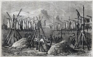 Cod Drying in Fiskerness in Greenland - Cod Drying in Fiskerness in Greenland Engraving from "The Illustrous Universe" 1866 de Unknown artist