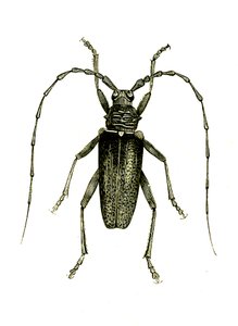 Coleoptera: Cerambyx heros de Unknown artist