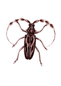 Coleoptera: Lophocerus barbatus de Unknown artist