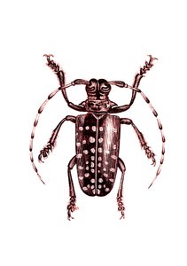 Coleoptera: Ophoptera Tollii de Unknown artist