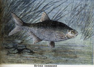 Breme comum. Gravura a partir de 1897 de Unknown artist
