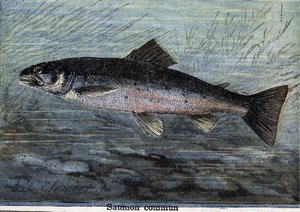 Salmão comum. Gravura a partir de 1897 de Unknown artist