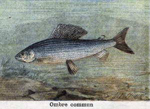 Gravura de Sombra comum de 1898 de Unknown artist