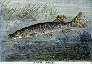 Lúcio comum. Gravura a partir de 1897 de Unknown artist