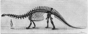 Esqueleto de dinossauro: "Brontossauro excelsus", Março. Jurássico Superior das Montanhas Rochosas. Reprodução do desenho comunicado pelo Sr. March a Albert Gaudry, do Instituto. Gravura em "La Nature: Revue des sciences et de leurs applications aux de Unknown artist