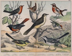 Diversas ilustrações de aves "História" das aves naturais". ed. Hoepli, Milão de Unknown Artist