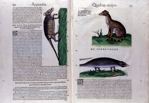 Página dupla de Historia Animalium de Conrad Gesner (1516 - 1565), Tiguri de Unknown artist