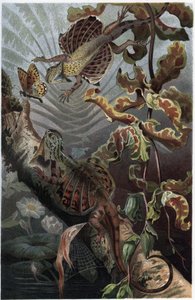 Draco volans, variedade de lezard arborícola - Draco (gênero) (dragões voadores) - gravura de "Brehm