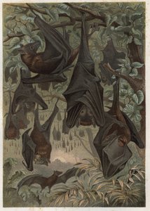 Morcego frugal egípcio ou rousette egípcia (Rousettus aegyptiacus) - gravura de "Brehm