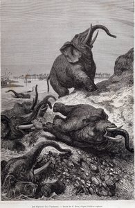 Elefantes escalando a margem de um rio, em virtude de uma expedição à África Central encomendada por Sir Samuel White Baker, "Tour du monde". de Unknown artist