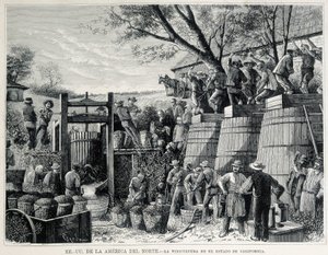 Gravura de 1876 representando a viticultura na Califórnia, no século XIX. de Unknown artist